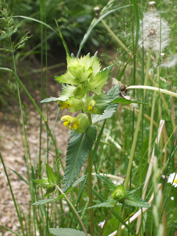 Lamium, no Rhinanthus angustifolius